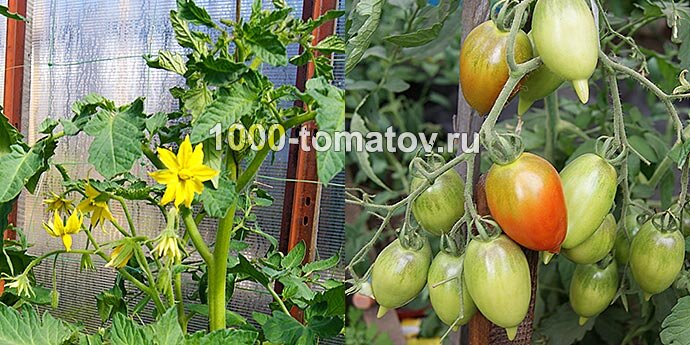 Как увеличить количество завязей у томатов фото 1