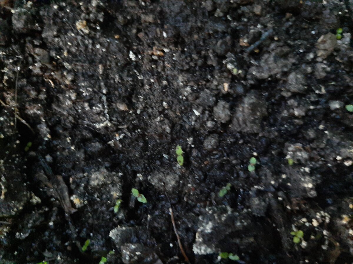 Семена были посеяны сразу в грунт. Всходы неравномерные. В этот период очень важно, чтобы малыши не погибли от черной ножки. Поэтому советую пролить грунт слабым раствором марганцовки или фитоспорином.