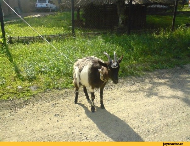 Источник: Яндекс Картинки