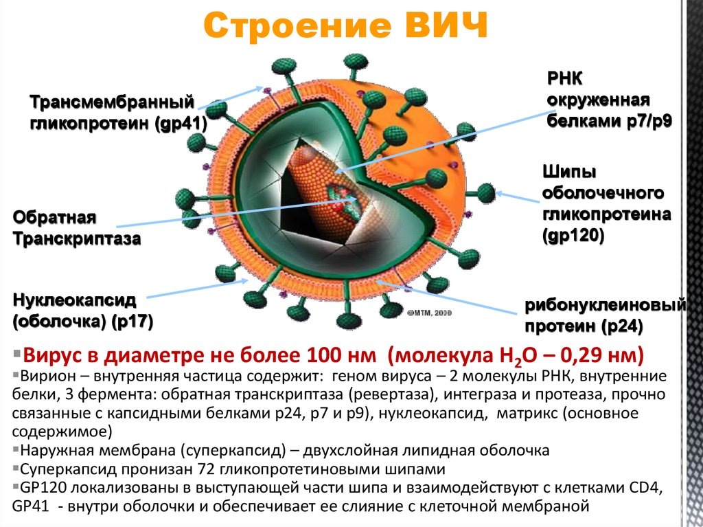 Строение ВИЧ