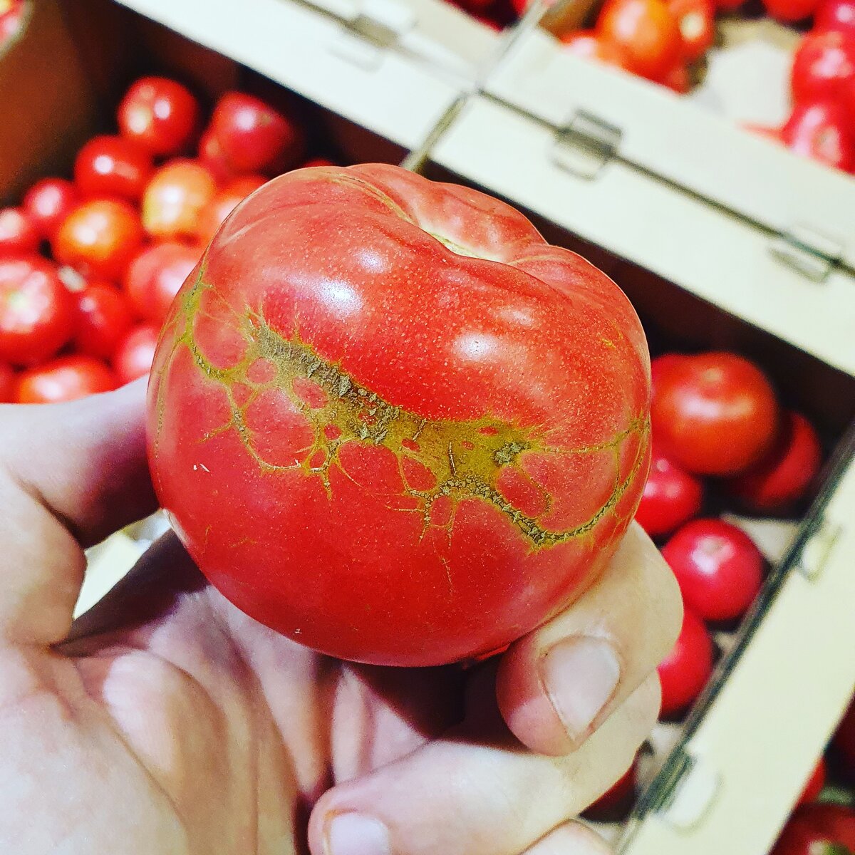 Истерзанные но красивые...