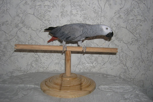 Жако на жерди