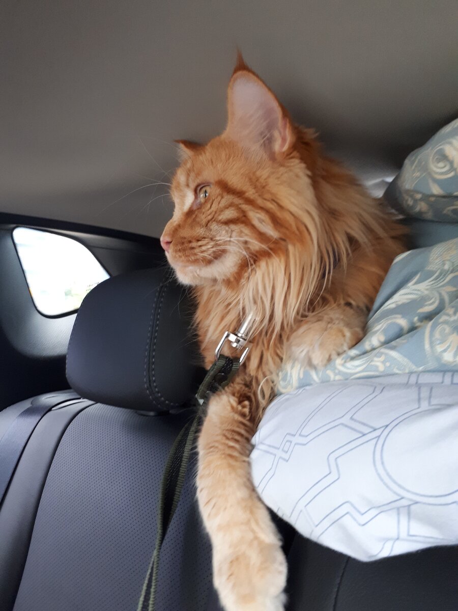 Мейн-кун Барсик. Листайте вправо. Фото автора.