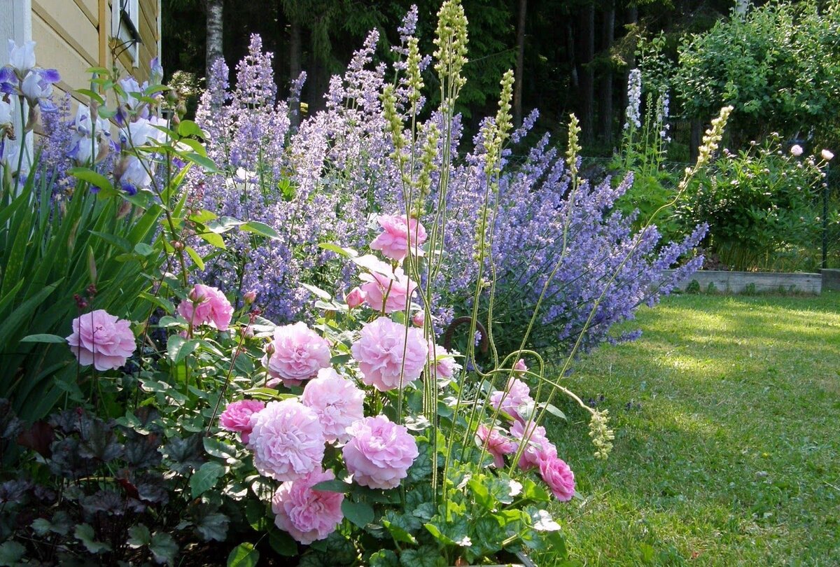 Шалфей мускатный в компании розового куста.