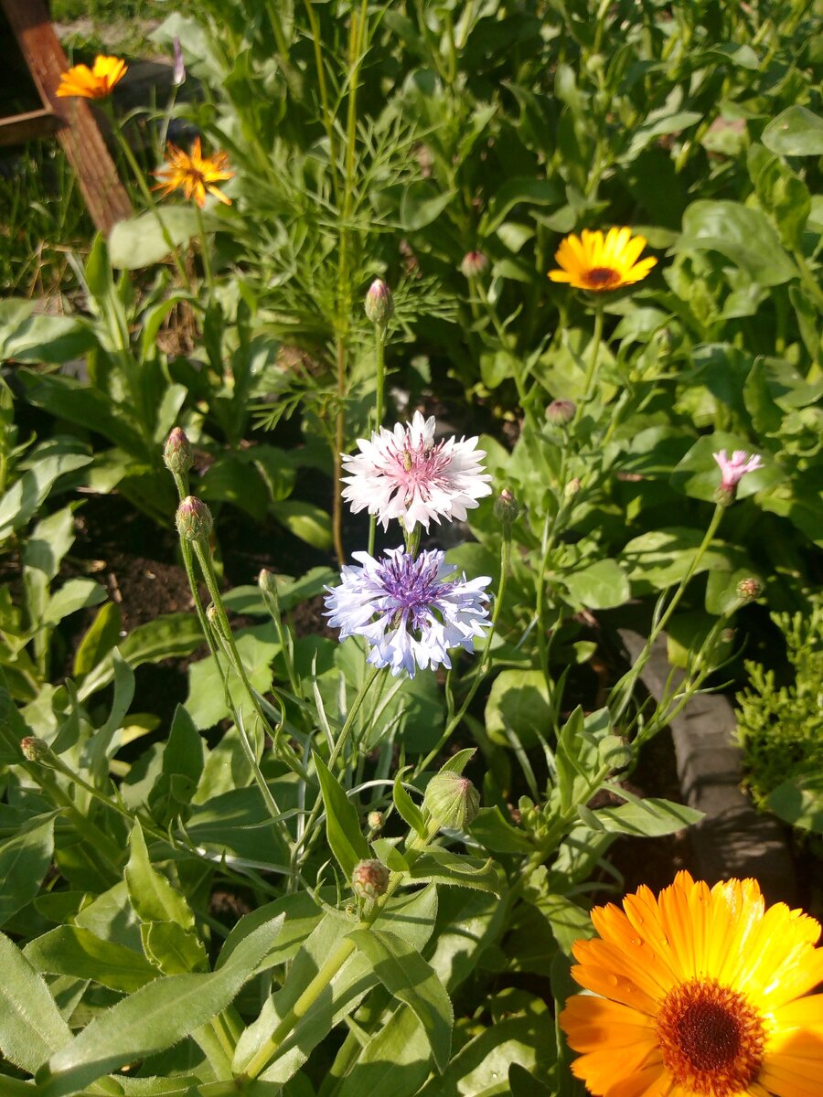 Кусочек лета