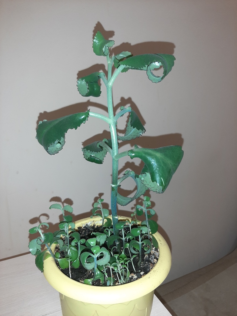 Наш спасатель Каланхоэ. 