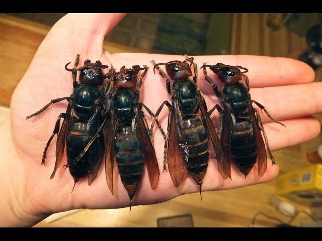 шершни-убийцы