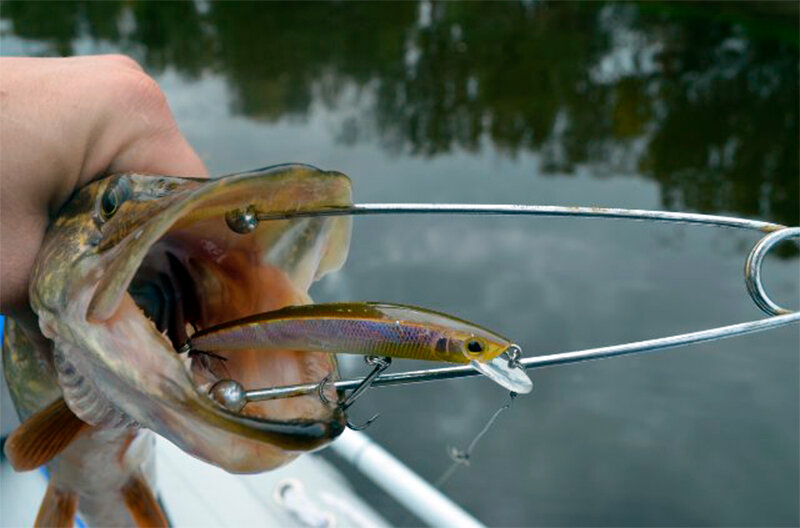 Рыба щука с крючком. Зевник для щуки. Зажим рыболовный для извлечения крючка. Съемник для рыбы. Переноска рыб крюк.