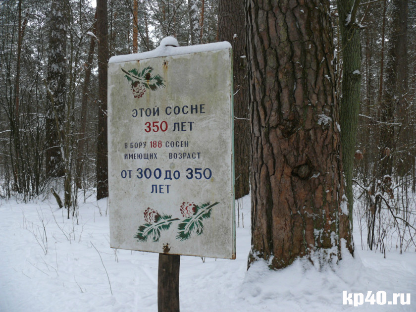 Калужские объявления. Калужский Бор памятник природы. Памятник природа Калуга Бор. Богоново болото Калужский Бор. Калужский Бор вывеска.