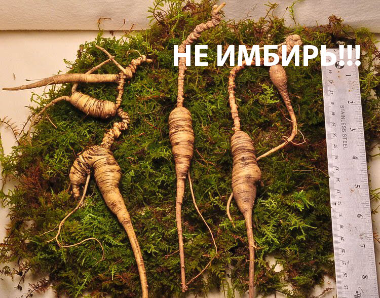 Нет, это не хрен. Хpeна не будет!  PS - и не имбирь, как вы подумали.