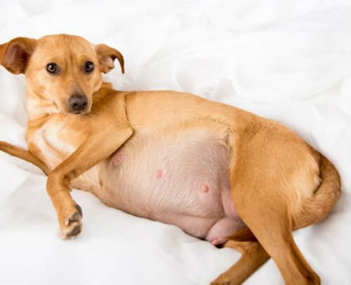 Беременность маленько собаки