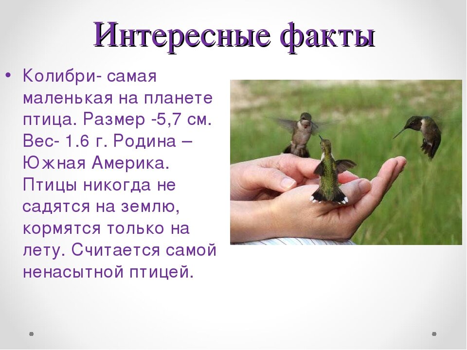 Презентация на тему интересные факты