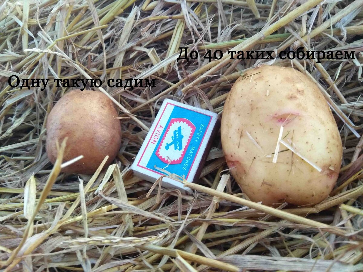 Одну маленькую садим, до 40 крупных собираем.