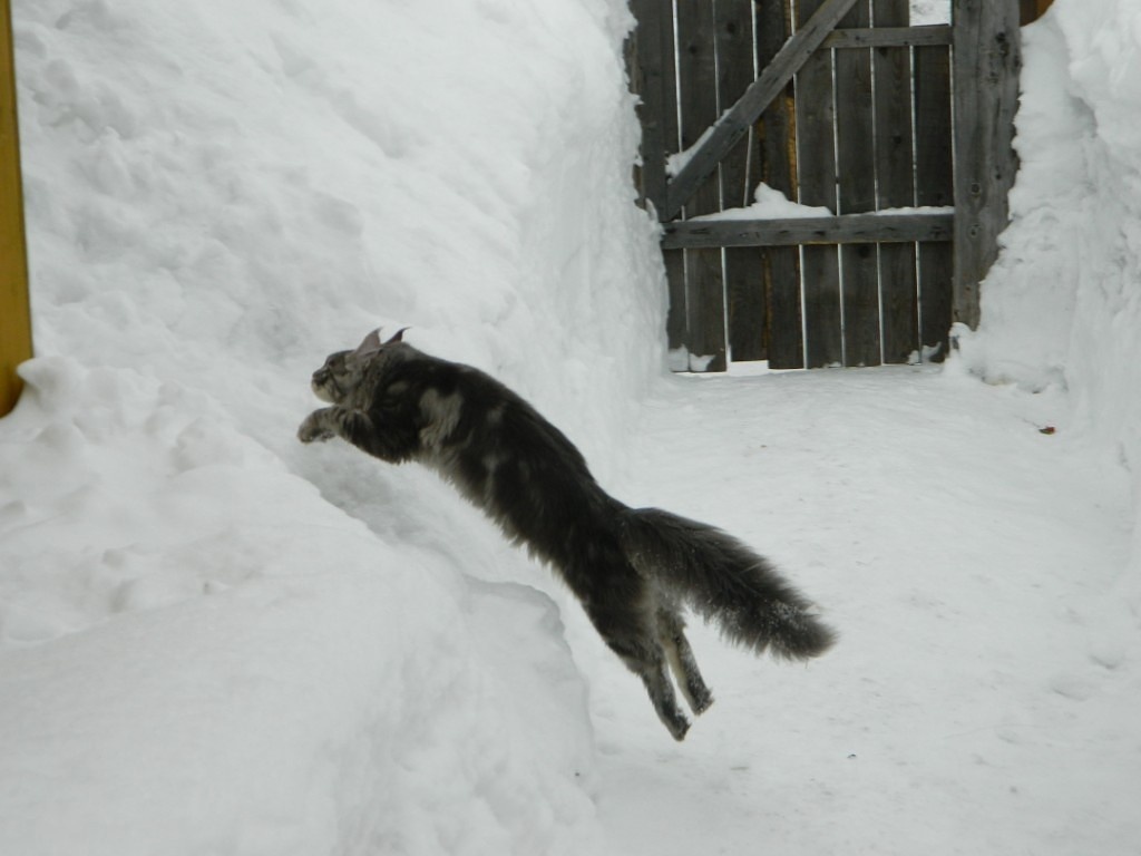 Вот такой мраморный красотун у нас жил. Мейн-кун Бармалейкин