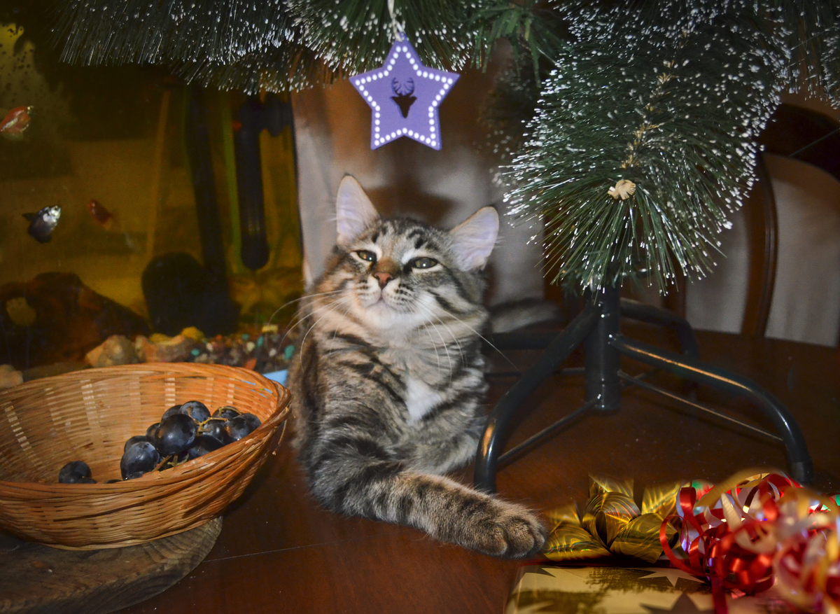 Хранитель елки - мой кот Маркус