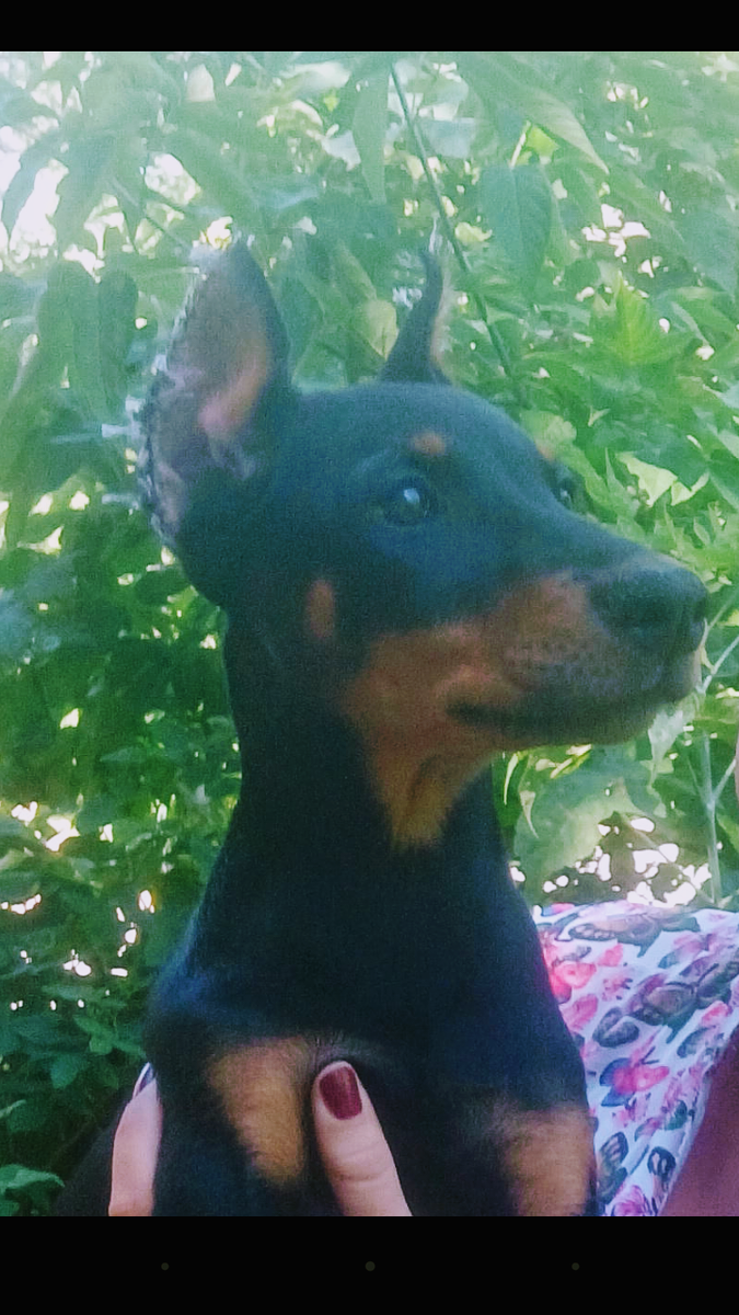 Первая встреча с доберманом) Фото автора.