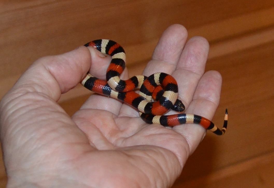 Синалойская молочная змея Lampropeltis triangulum sinaloae, 1 год, Самка