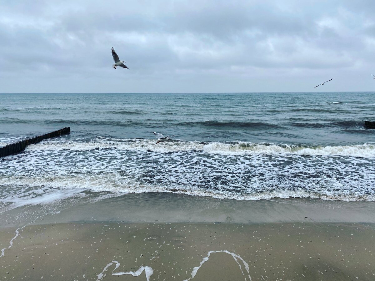 На «Ласточке» до Зеленоградска минут 40 в пути.