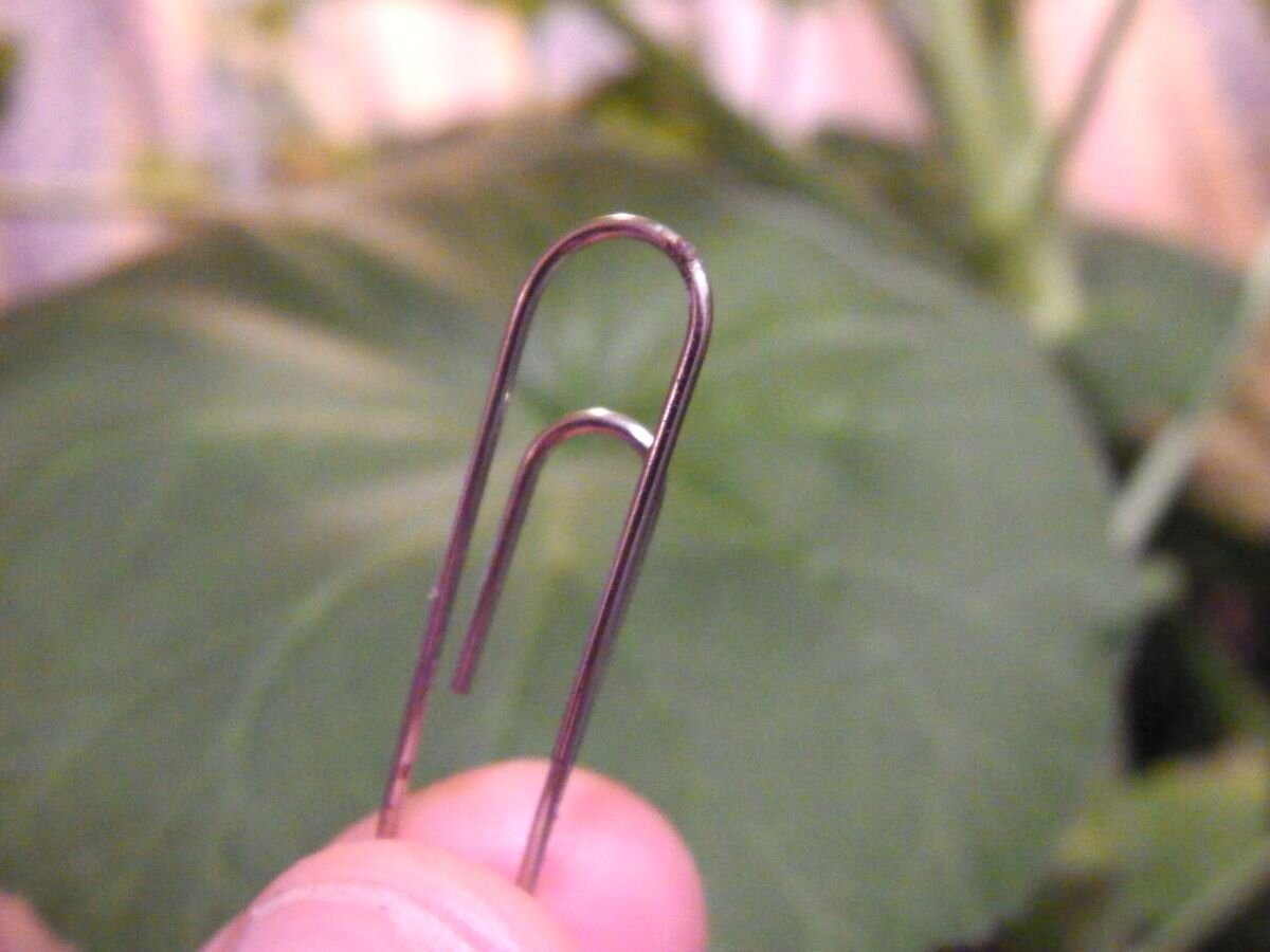Скрепка для стимуляции цветения. Фото автора