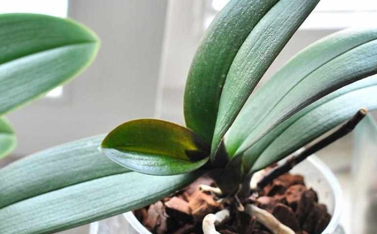 Почему листья орхидеи морщинятся