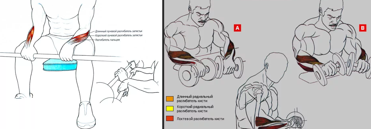 Из открытых источников. разгибание предплечий