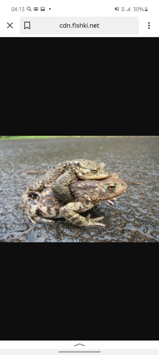 До 1960-х годов в Европе беременность определяли, отправляя анализ урины женщины в специализированную британскую лабораторию. Затем образцы урины вводили в жабу. Ученые проверяли жабу через пару часов - если она откладывала икру, то женщина была беременна.
