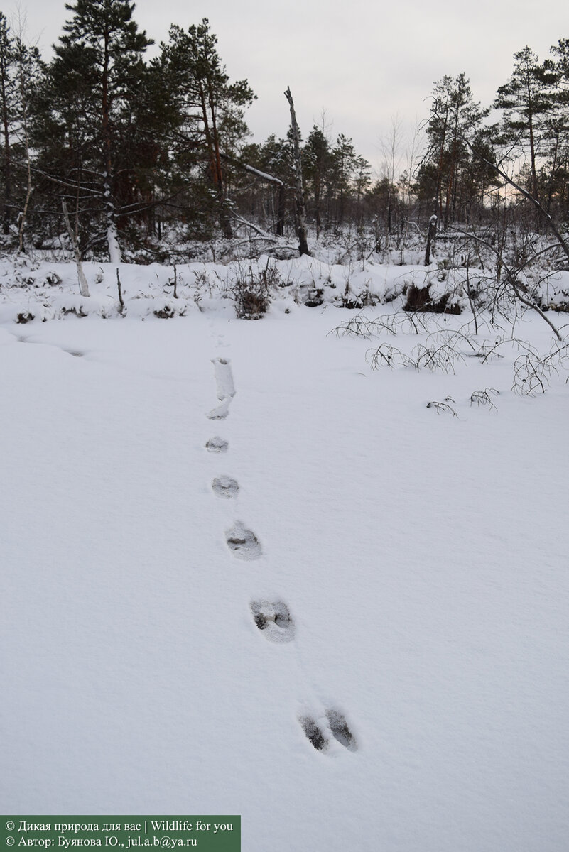Тыгы-дык-тыгыдык-вжууух