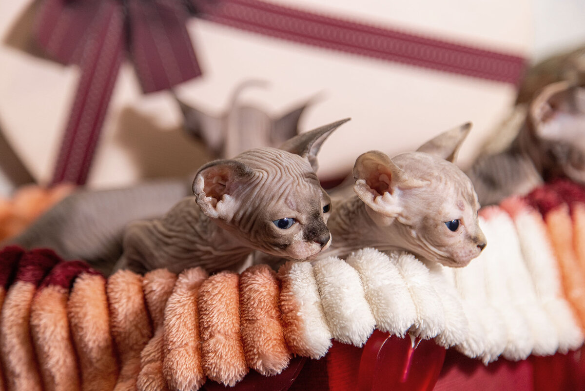 Котятам канадского сфинкса ровно 1 месяц