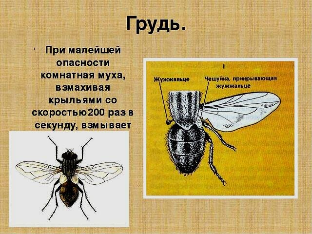 Крылья мухи схема. Муха (насекомое) строение. Жужжальца мухи. Внешнее строение мухи. Комнатная Муха строение.