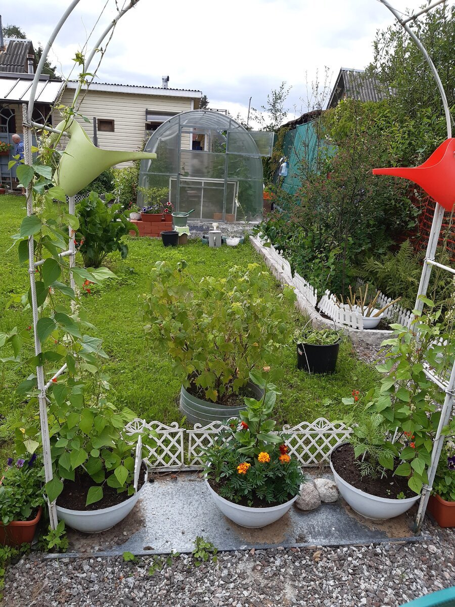 Фасоль в белых вазонах, по три растения на вазон