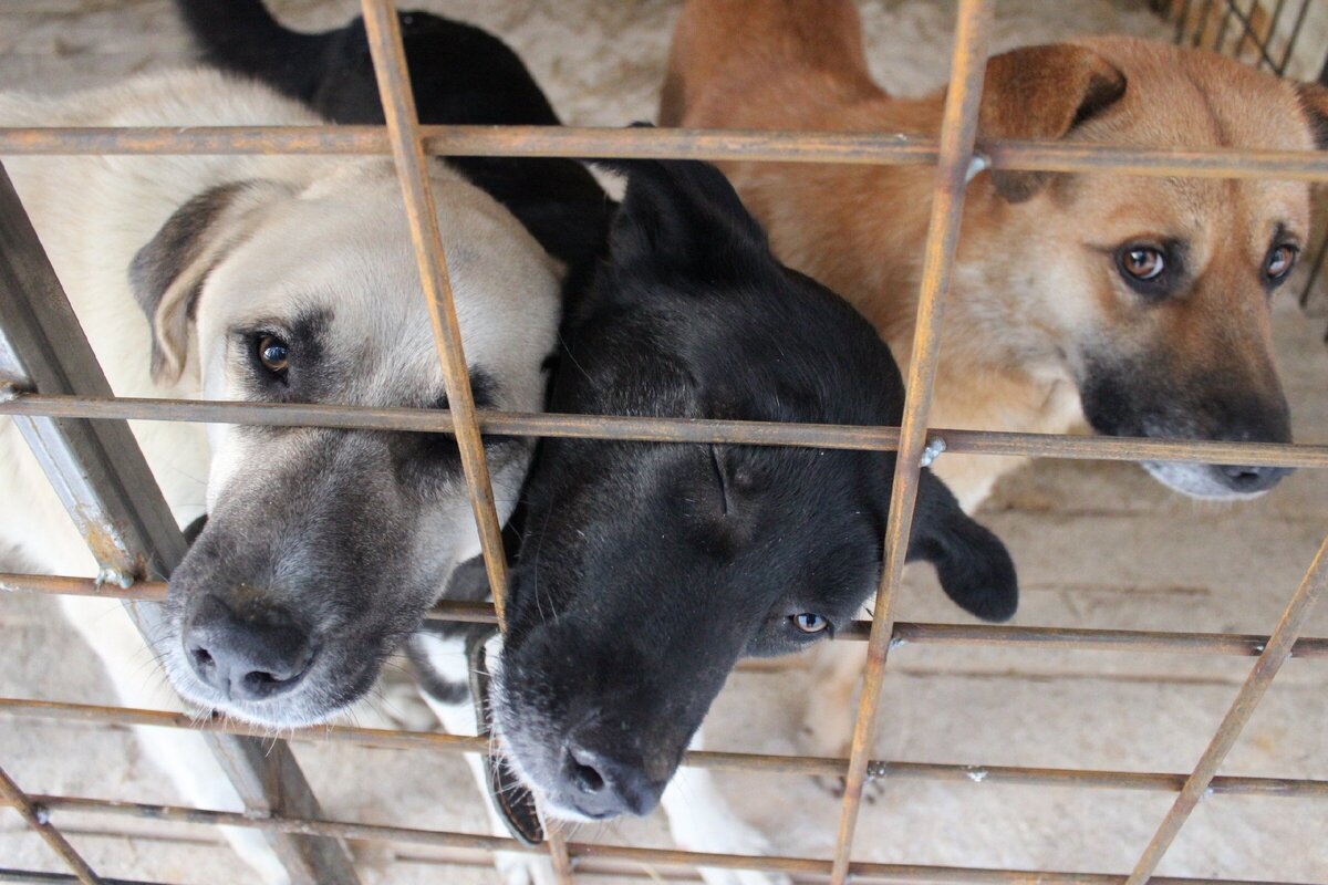 Гектор (блондин), Найда (брюнетка) и Рыжий (рыжий)