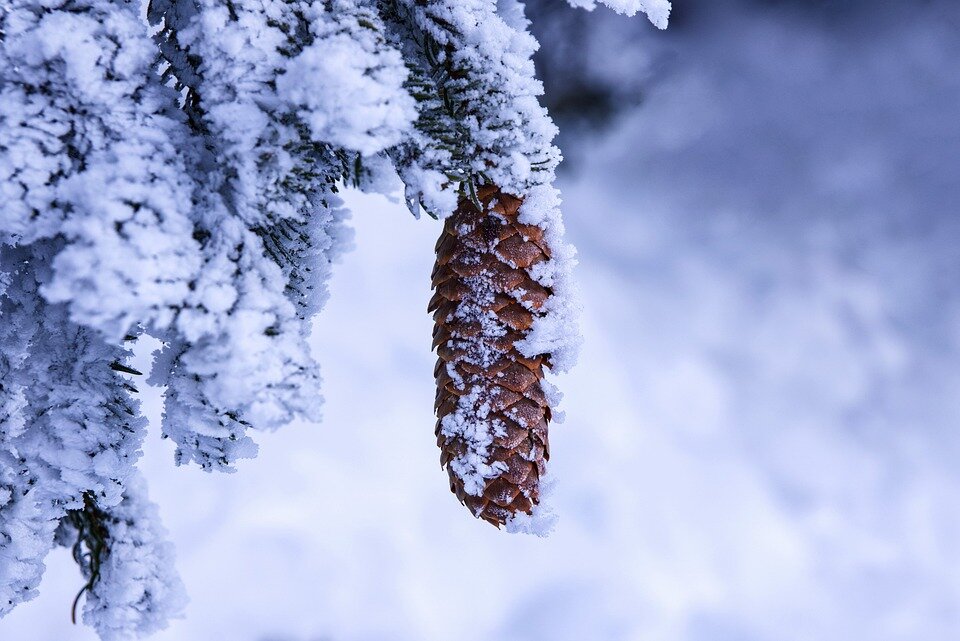 pixabay.com/