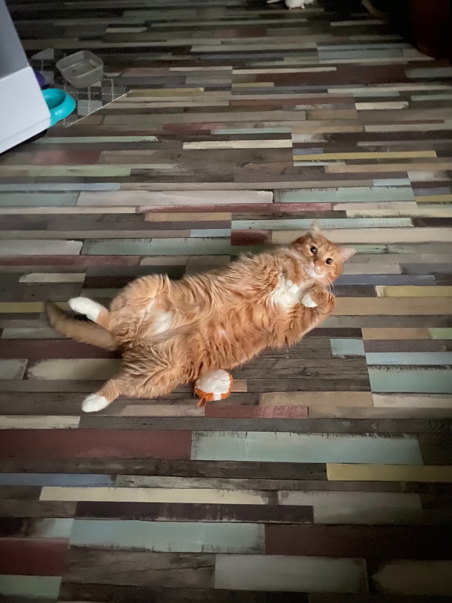 Только посмотрите, я на грани голодного обморока!