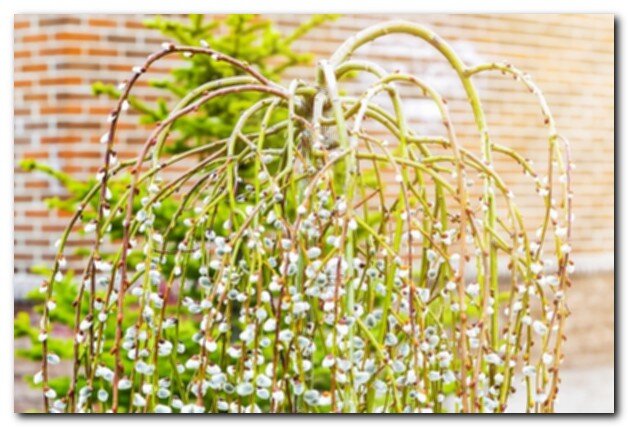 Деревце киски посажено возле садовой дорожки