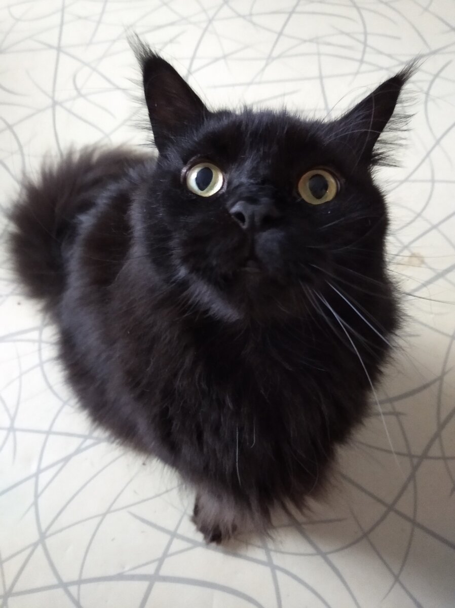 кот-охотник