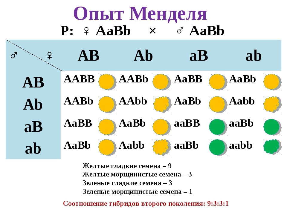 Сколько типов гамет образуется с генотипом aabb. 1 Закон Менделя решетка Пеннета. 2 Закон Менделя решетка Пеннета. 1 Закон Менделя опыт. Дигибридное скрещивание 1 закон Менделя.