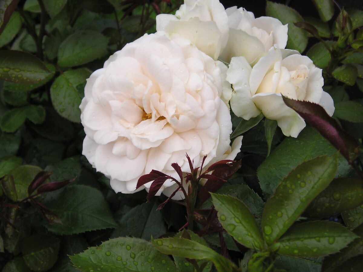 Роза Lions Rose - красивая и надежная флорибунда цвета шампанского |  Розовый сибирский сад | Дзен