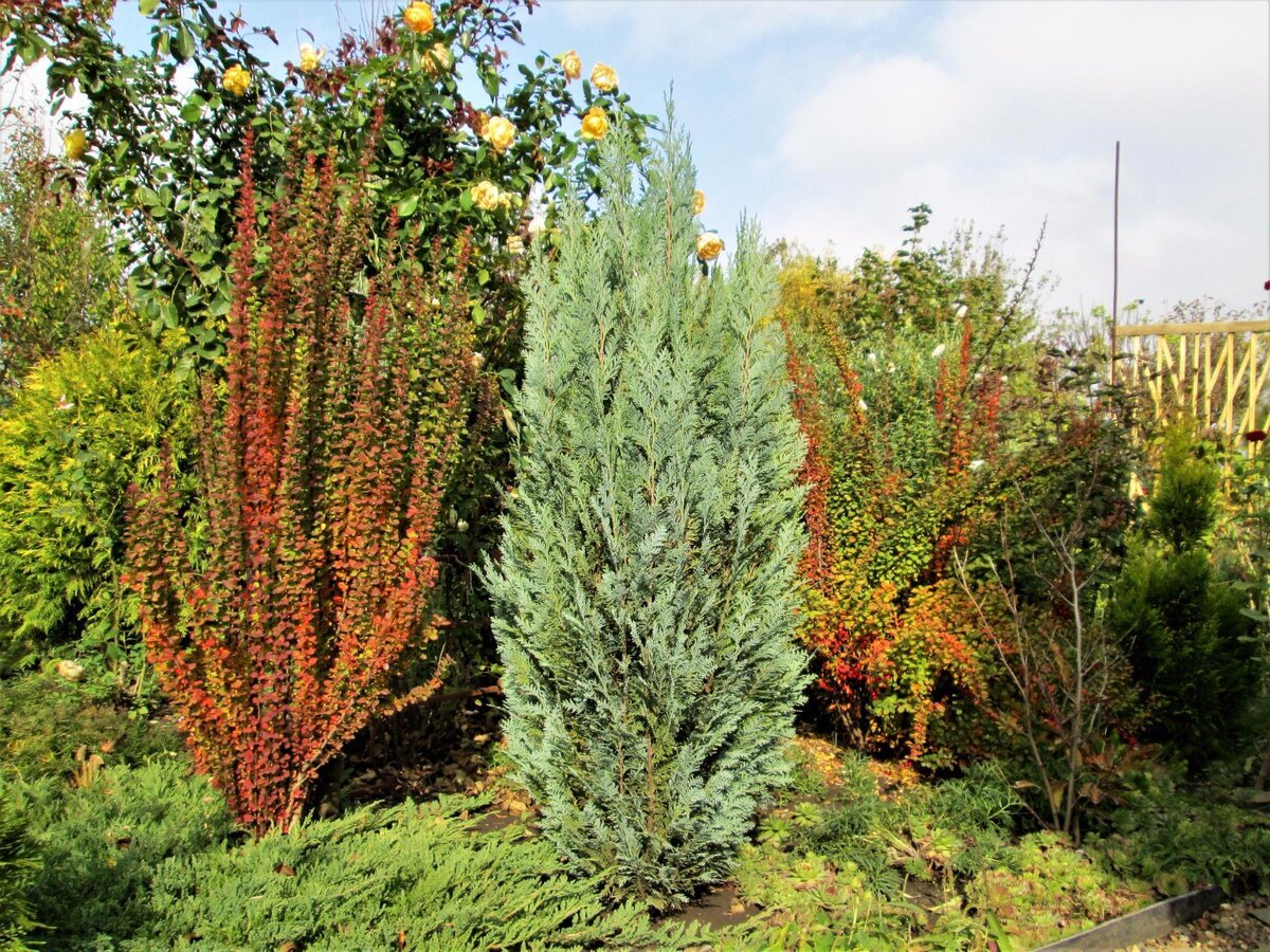 О хвойных в моём саду можно рассказывать очень долго. В этой первой статье расскажу о том когда я начала высаживать хвойные и что из этого получилось. Пока очень кратко о некоторых хвойных.  Посмотрим фото некоторых уголков моего сада с кратким описанием хвойных. Это кипарисовик лавсона  "АЛЮМИ". Мне нравится сочетание разных хвойных с барбарисами, которые весь сезон  от весны до осени окрашиваются в разные тона. Слева барбарис "ЭРЕКТА", справа "ПАУ ВАУ".