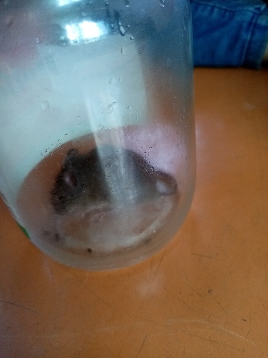 Нас все же Муся научила ловить мышей :). Поймали, когда все кошки гуляли, про мышь забыли, а она пришла ко мне на кухню. Пришлось изловить, позвать кошек и отпустить мышь на улицу. А дальше - кто умнее и быстрее. Выиграла мышь :)