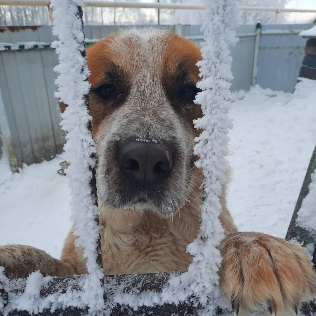 наш пёс