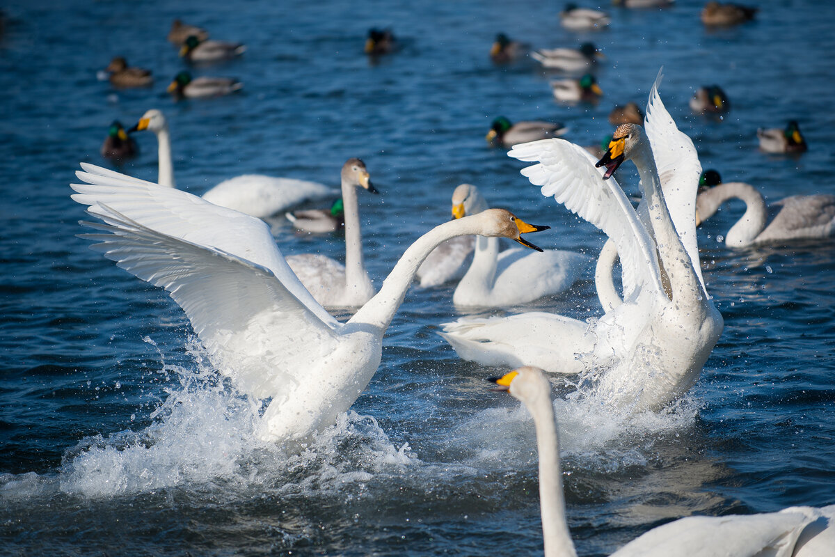 "Когда сил много и препятствия не страшны!" Мой кадр к повествованию)))