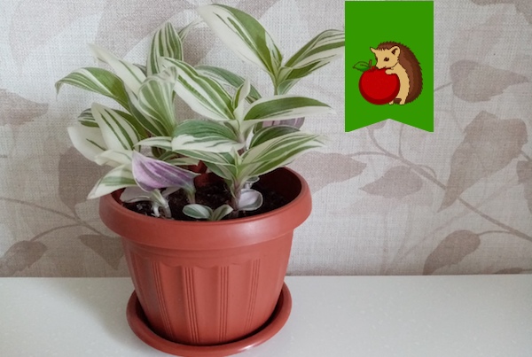 Что 