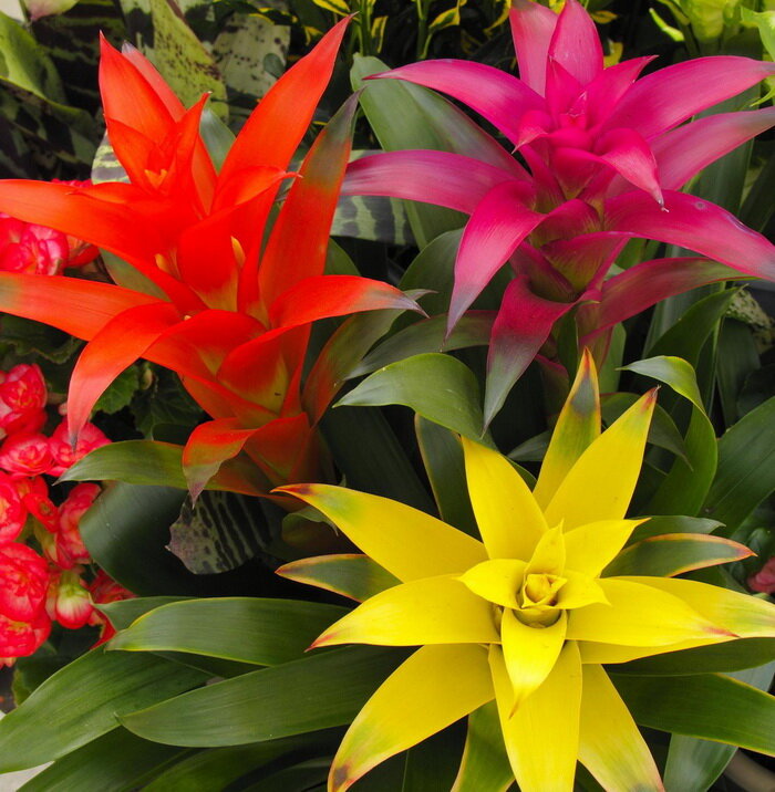 Вриезия (лат. Vriesea)