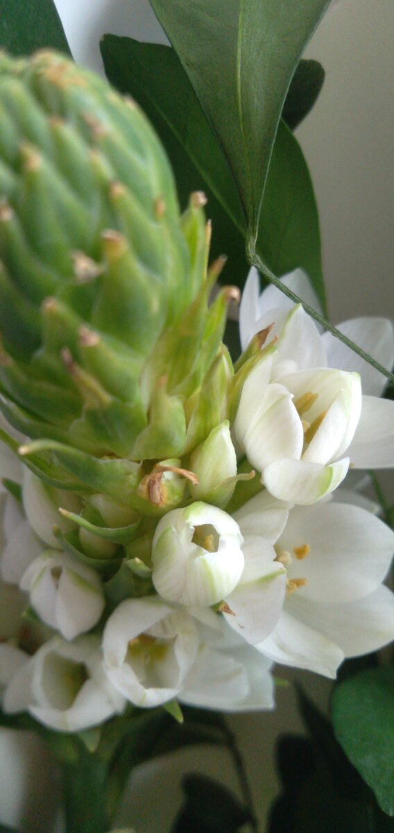 Весной  цветет эта красота. Цветок стоит на моей кухне. Как называется, не знаю. Подарили.