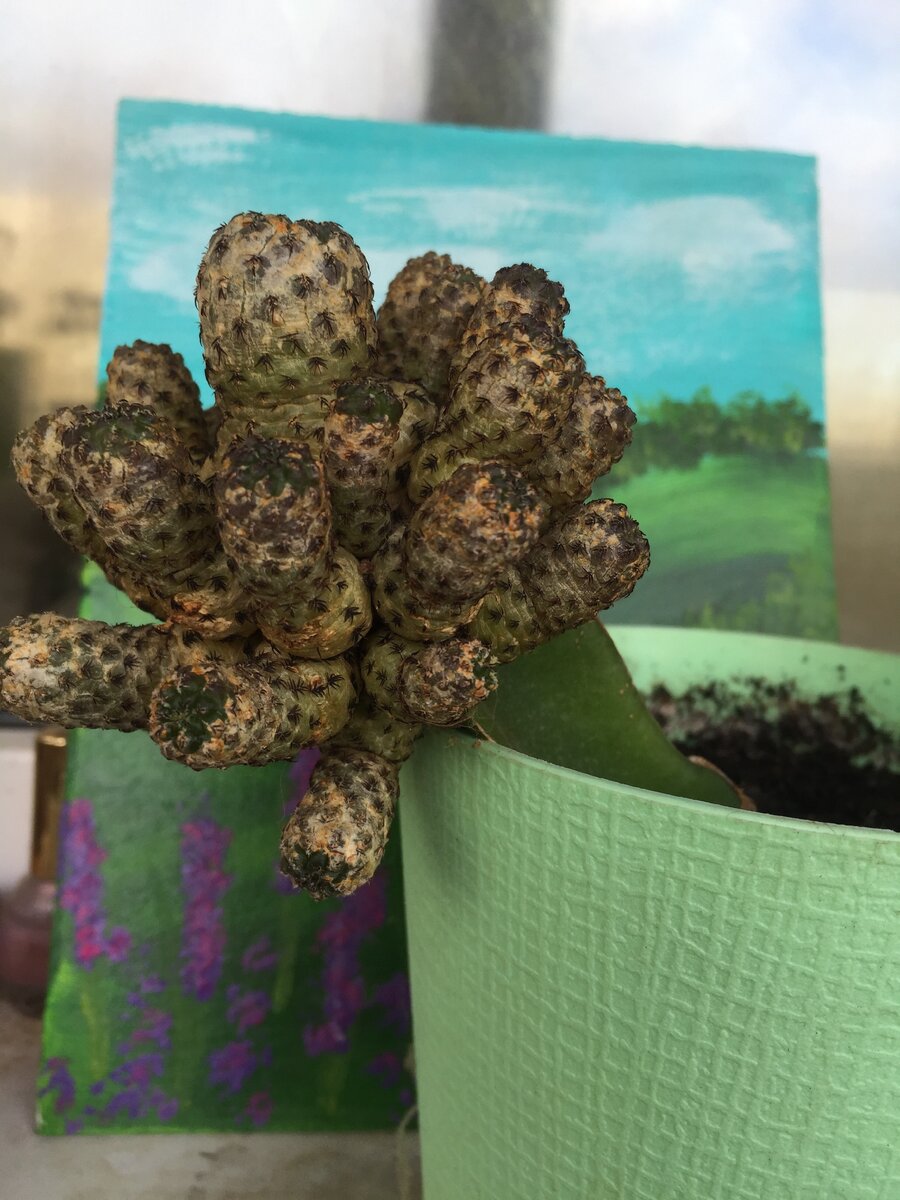 Вид сбоку, кривенько так)))