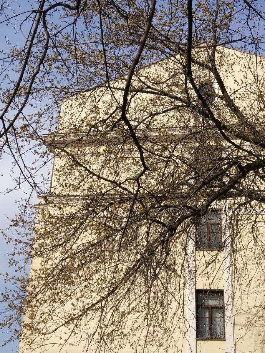 Весна в центре. Первая зелень. Прогулка моя. Фото моё.