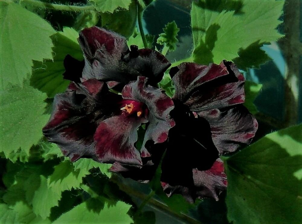 Dark Velvet