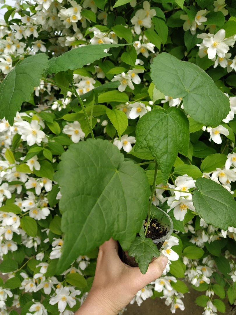 Абутилон из семян