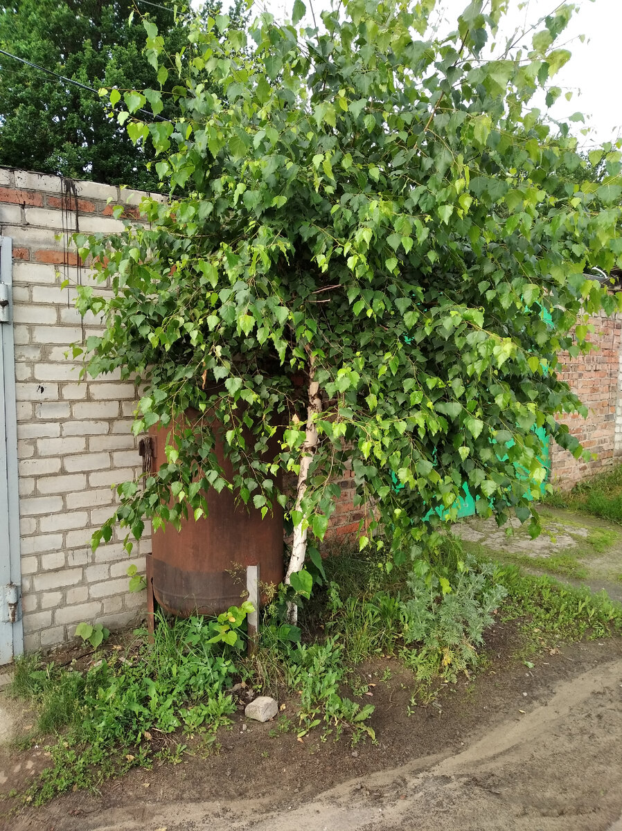 Вот березка где выросла