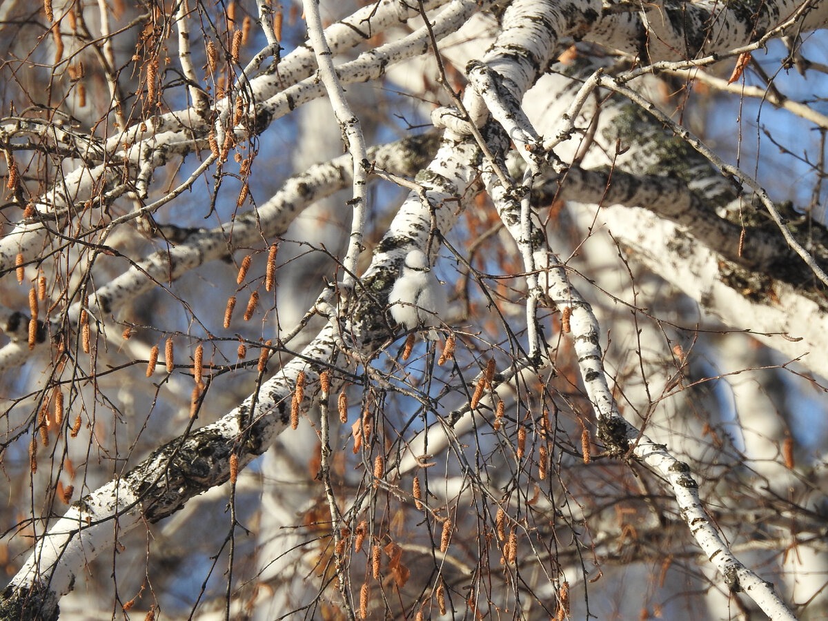 Князек, 3 ноября 2021 года, фото автора